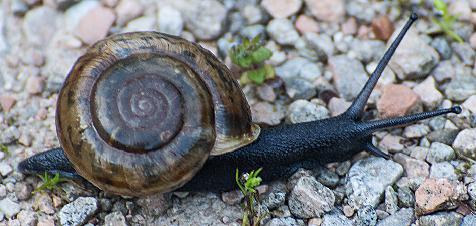 Mollusco da determinare